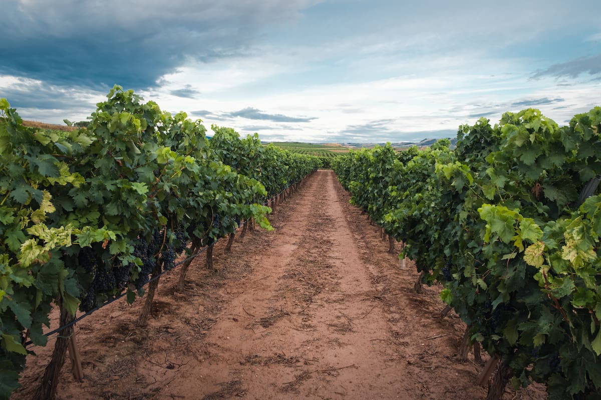 Baja afluencia pone en riesgo derrama millonaria de la Ruta del Vino