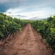Baja afluencia pone en riesgo derrama millonaria de la Ruta del Vino