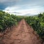 Baja afluencia pone en riesgo derrama millonaria de la Ruta del Vino
