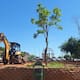 Reubicarán árboles de la Laguna del Náinari al Parque Infantil