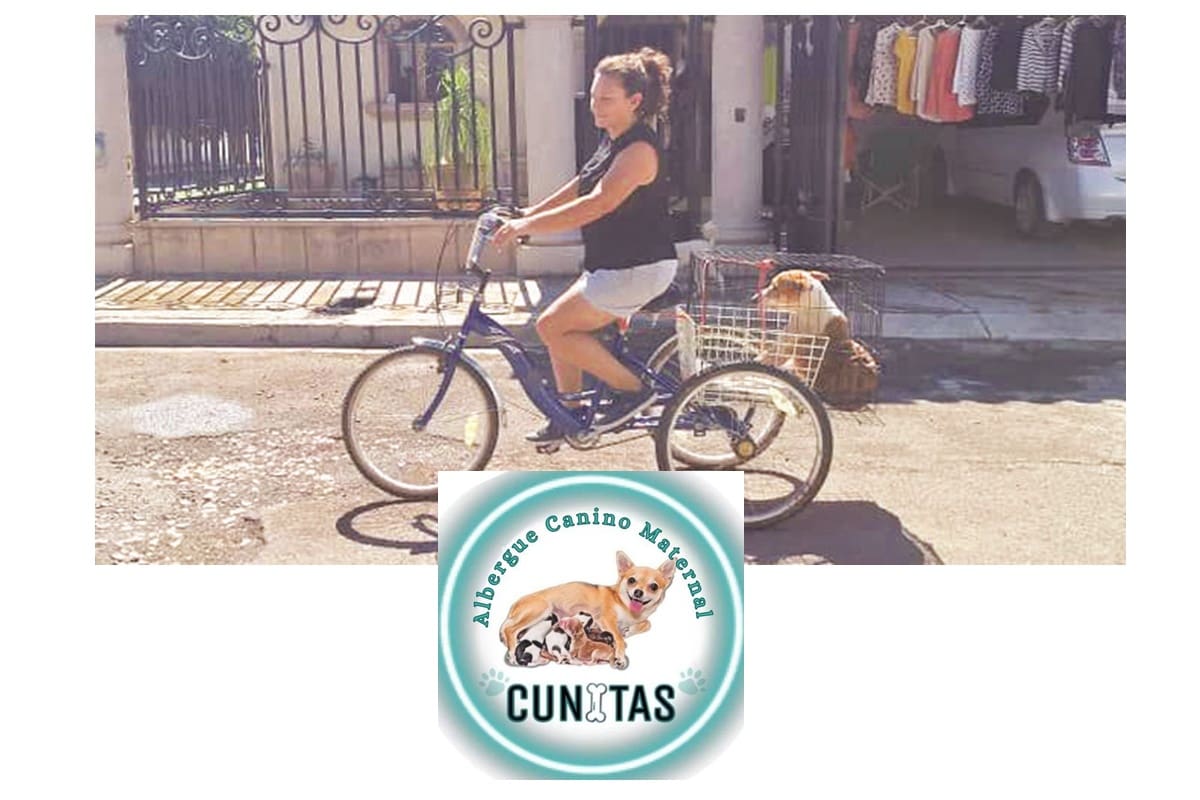 De camioneta a triciclo: la falta de transporte no los detiene; así es como Cunitas sigue rescatando perros en Ciudad Obregón