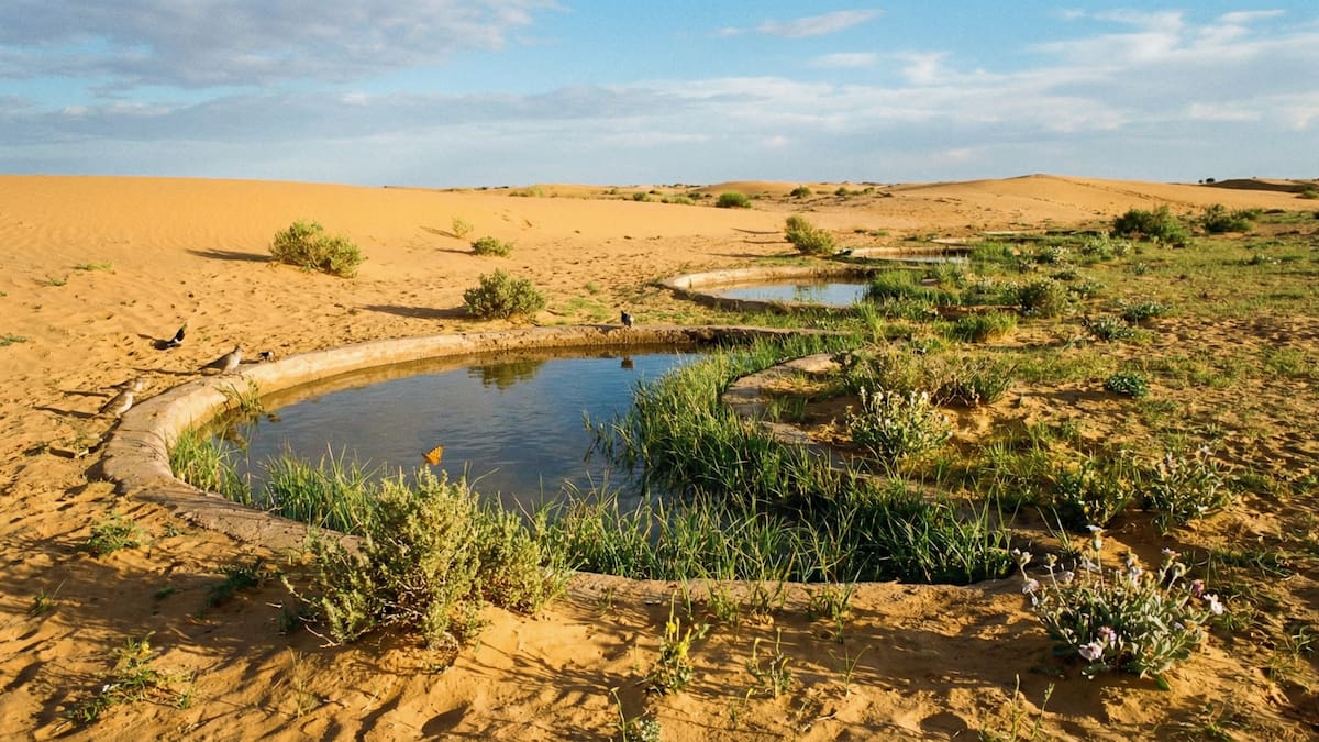 La forma de los pozos en media luna permite que el agua se filtre y la vida vuelva al suelo árido del Sáhara, mostrando cómo el diseño del terreno puede cambiar un ecosistema extremo. /Ilustrativa hecha con IA