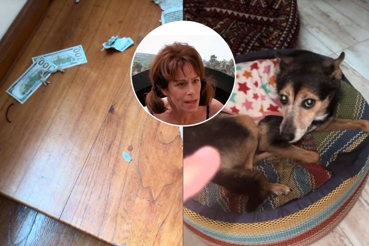 VIDEO: Perrito destruye dólares de su dueño, “ahí viene el perro arrepentido”