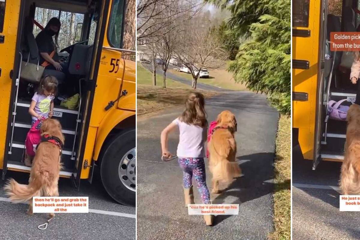 VIDEO: Perrito recoge a una niña de la escuela todos los días y se vuelve viral