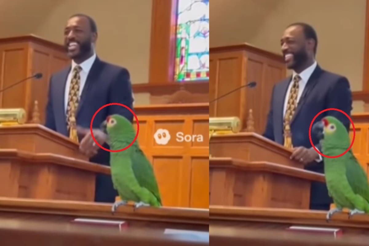 Perico da prédica junto a un pastor en plena iglesia y se vuelve viral
