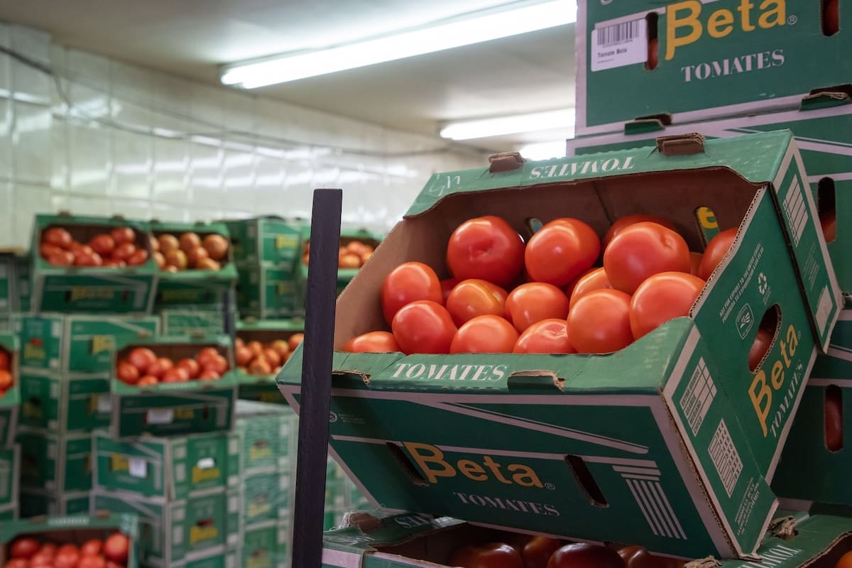 Productores de tomate en Sonora se enfocan en el mercado nacional ante bajos precios en EEUU