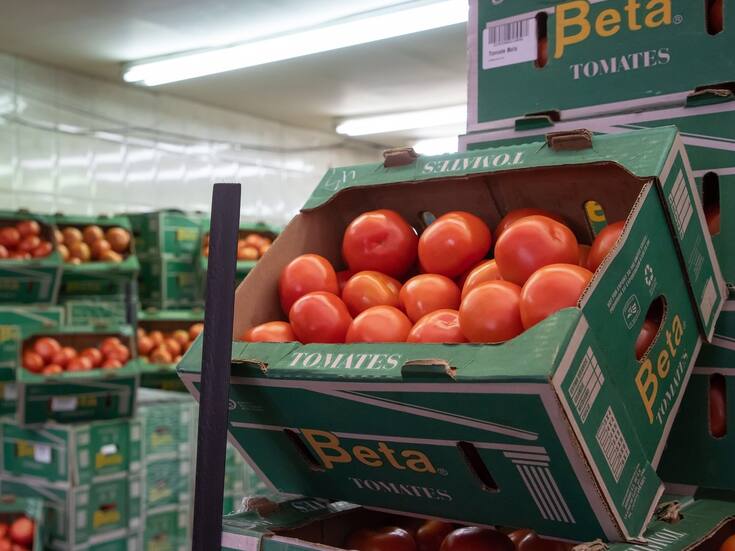 Productores de tomate en Sonora se enfocan en el mercado nacional ante bajos precios en EEUU