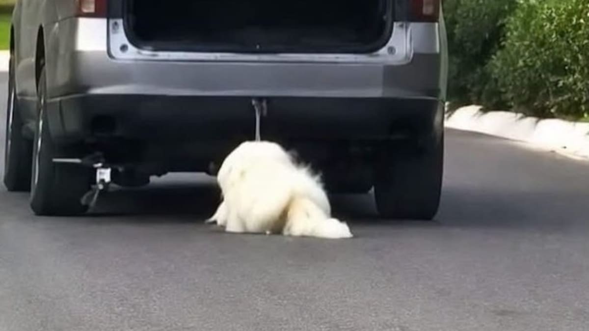 Rocky, un perro de 14 años, permanece en estado crítico tras ser presuntamente arrastrado por una camioneta en Saltillo, Coahuila. El caso ya es investigado por las autoridades y ha generado protestas y llamados para que el maltrato animal no quede impune.