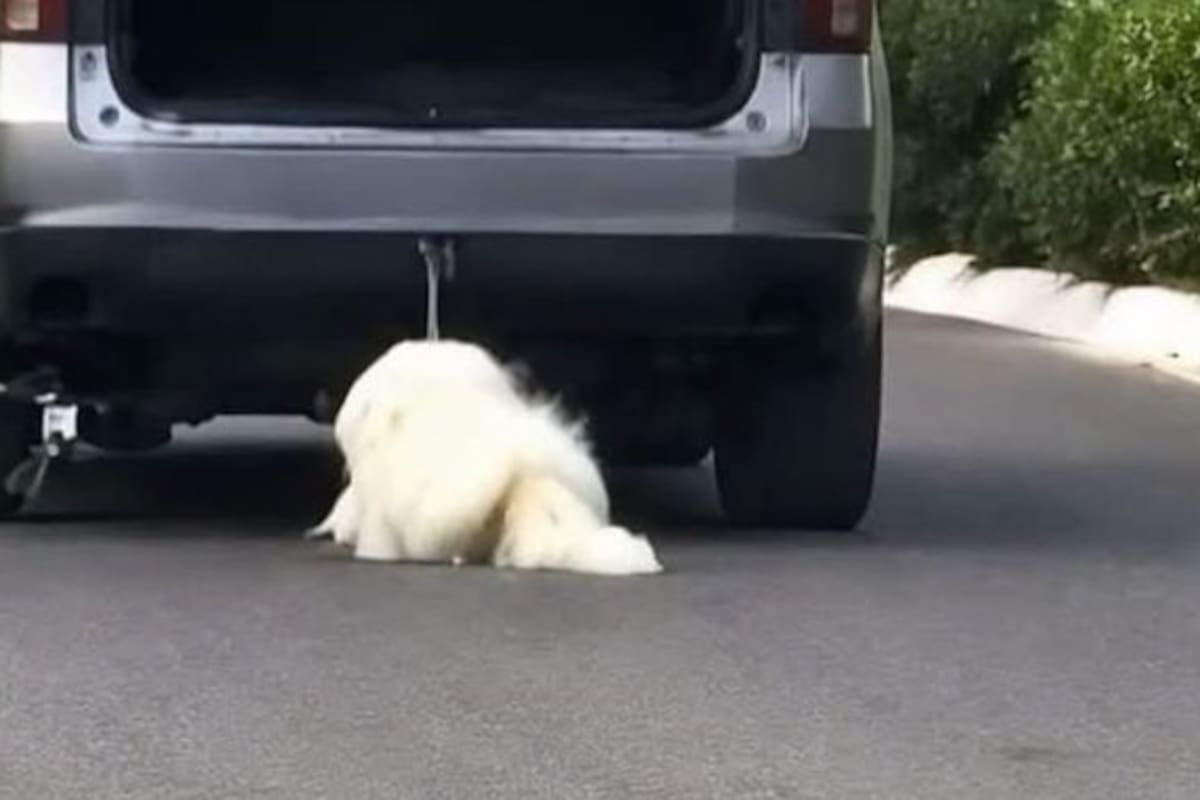 ¿Qué le pasó a Rocky? El caso del perro arrastrado por una camioneta que conmocionó a México
