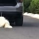 ¿Qué le pasó a Rocky? El caso del perro arrastrado por una camioneta que conmocionó a México