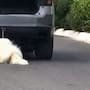 ¿Qué le pasó a Rocky? El caso del perro arrastrado por una camioneta que conmocionó a México