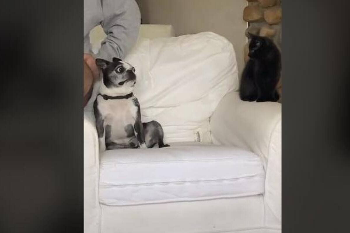 TIKTOK: Pug muestra su miedo al ver al gato de su dueño enseguida de él