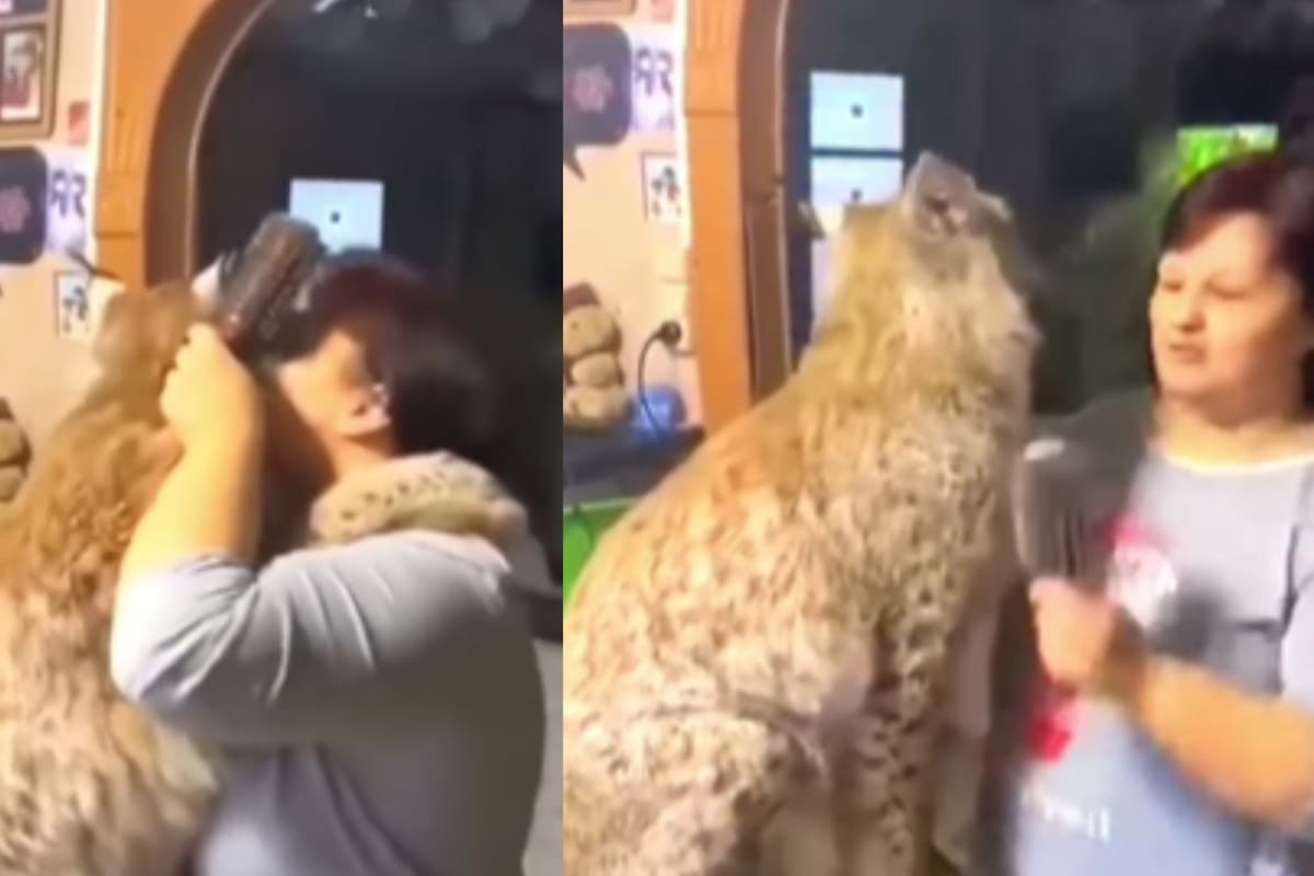Mujer adopta a un lince adulto tras rescatarlo de una granja de pieles