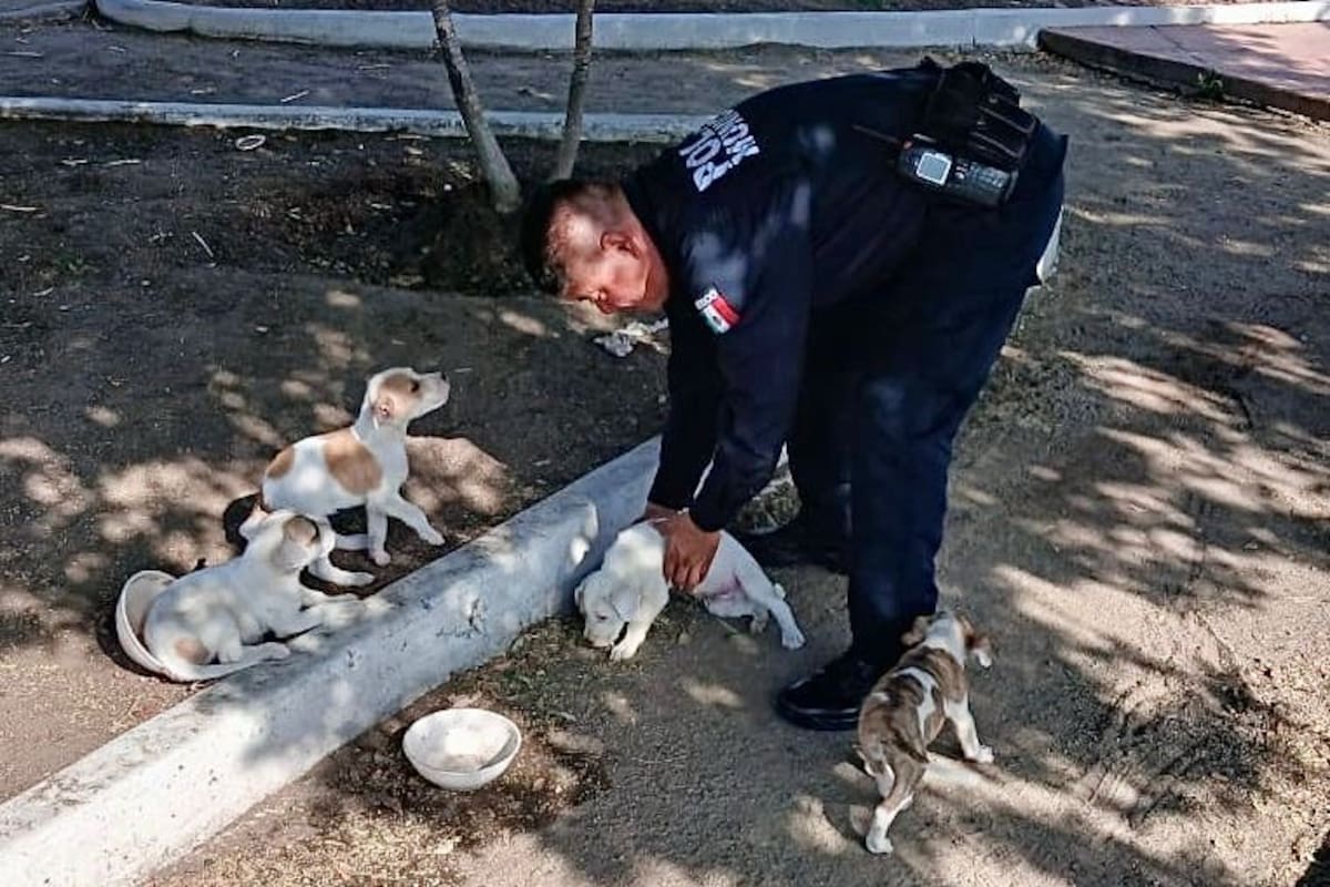 Policía Ecológica rescata a cachorros abandonados en parque de Valle Verde