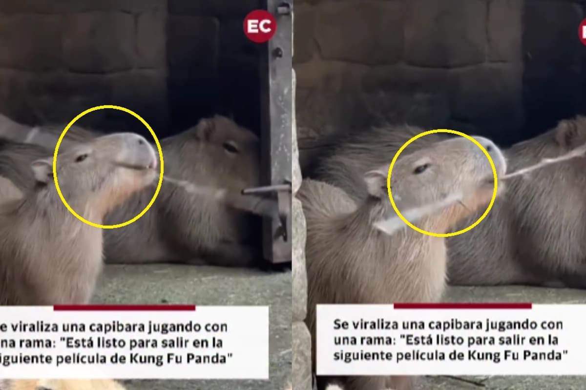 Capi-kung-fu: capibara se hace viral al maniobrar una rama como si fuera un arma