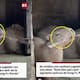 Capi-kung-fu: capibara se hace viral al maniobrar una rama como si fuera un arma