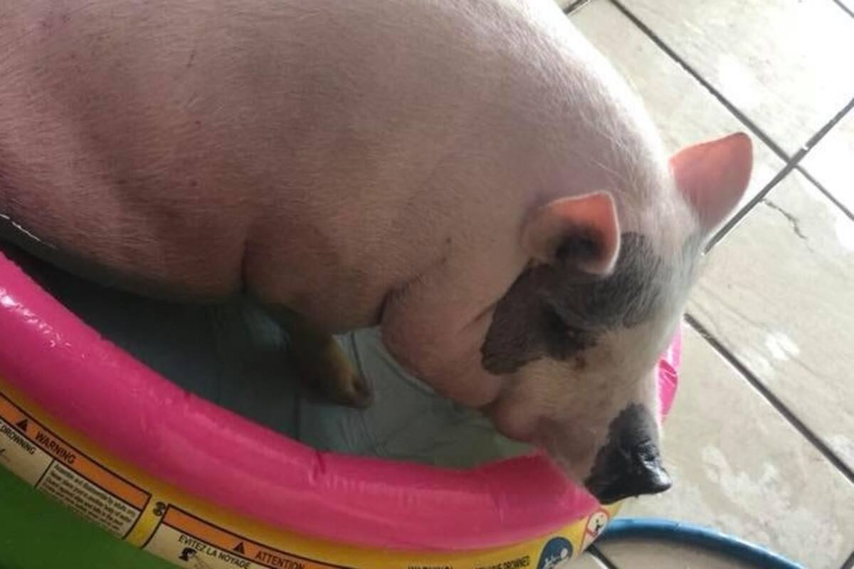 Luego de momentos de angustia regresa cerdita Chanel con su familia
