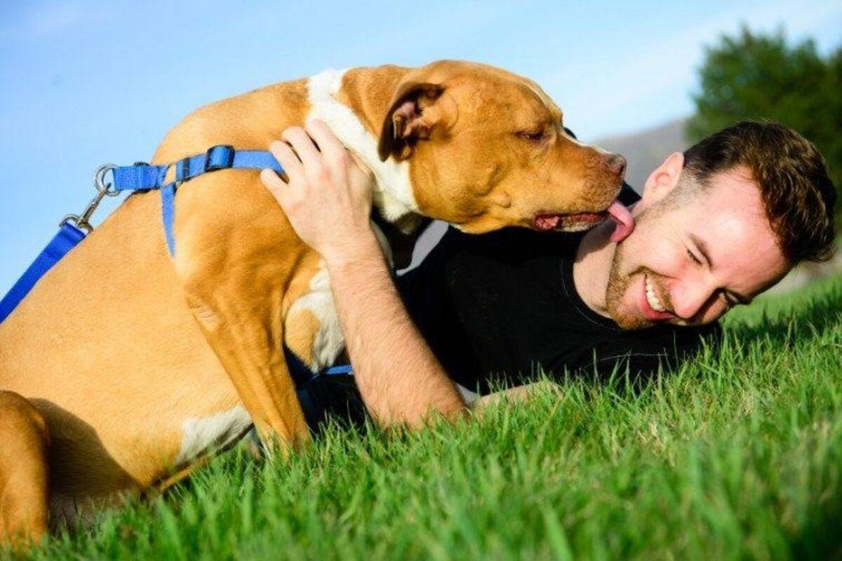 Confirman que besar a las mascotas podría dar cáncer de estómago