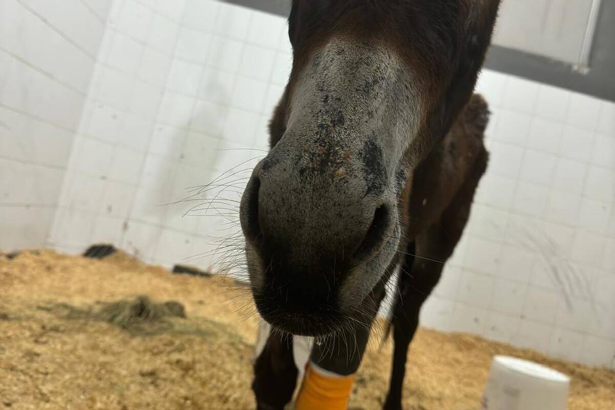 Burrita quemada con gasolina por un hombre en Querétaro, fallece por la gravedad de las heridas