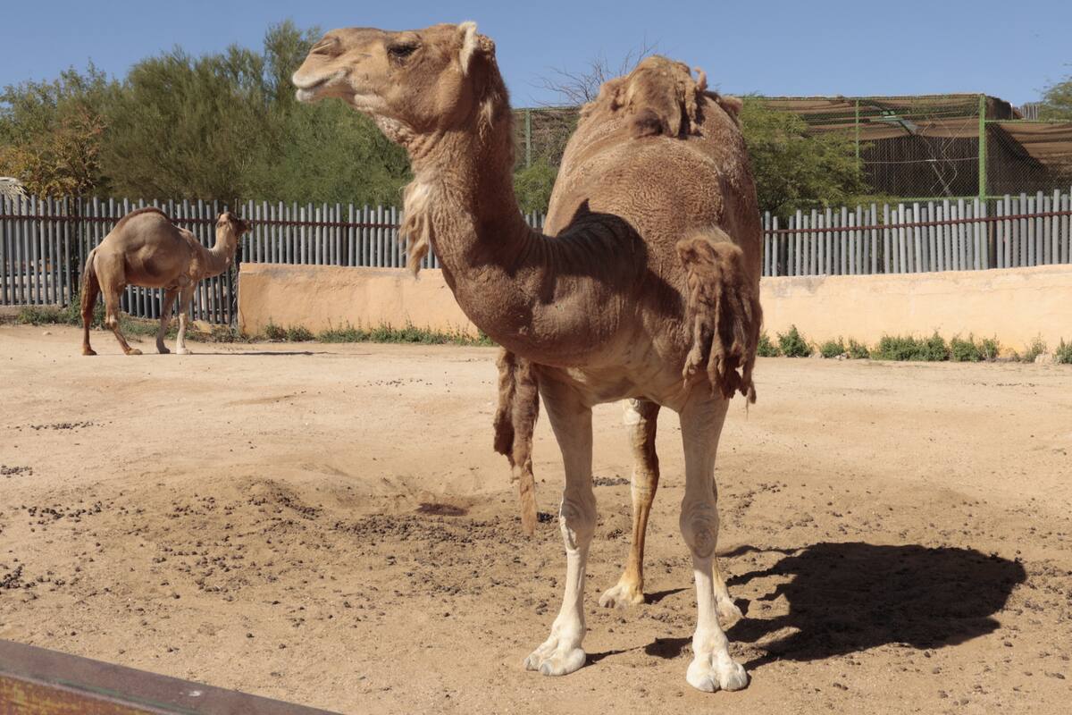 Los dromedarios del Centro Ecológico de Sonora son los más amigables y tranquilos