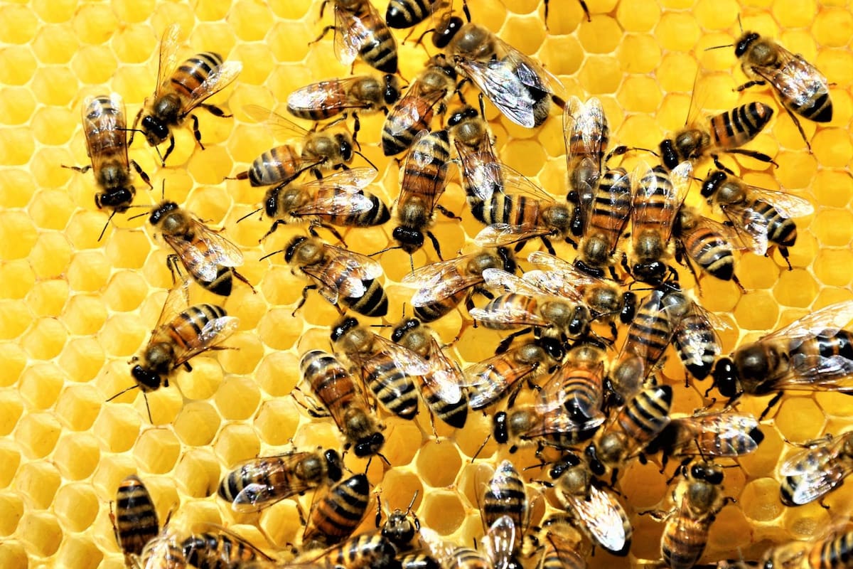 En el Día Mundial de las Abejas, la CONABIO advierte que la pérdida de polinizadores pone en riesgo el 85% de los alimentos mexicanos comestibles, incluyendo el chile y el jitomate