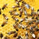 En el Día Mundial de las Abejas, la CONABIO advierte que la pérdida de polinizadores pone en riesgo el 85% de los alimentos mexicanos comestibles, incluyendo el chile y el jitomate