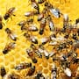 En el Día Mundial de las Abejas, la CONABIO advierte que la pérdida de polinizadores pone en riesgo el 85% de los alimentos mexicanos comestibles, incluyendo el chile y el jitomate