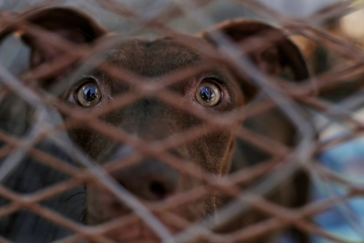 Menos de 90 perros resguardados en CEMCA han sido adoptados