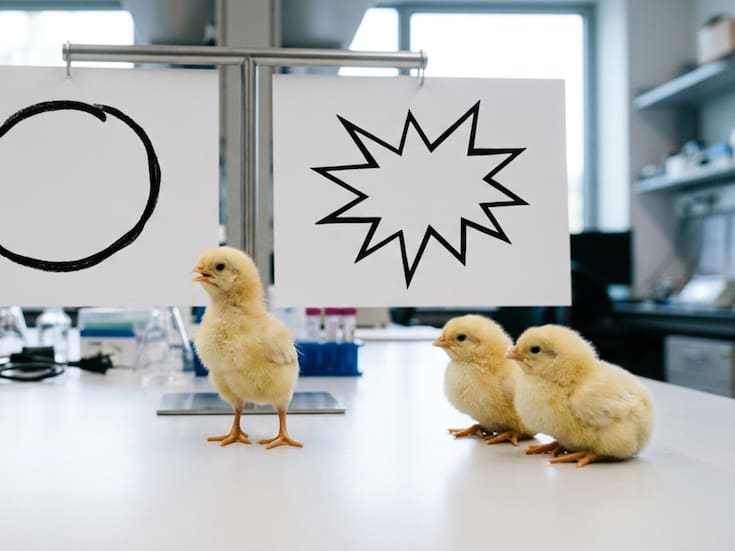 Una capacidad atribuida al lenguaje humano apareció en pollitos recién nacidos cuando investigadores de la Universidad de Padua confirmaron que asociaron sonidos y formas sin aprendizaje previo, replicando el efecto Bouba-Kiki bajo condiciones experimentales controladas
