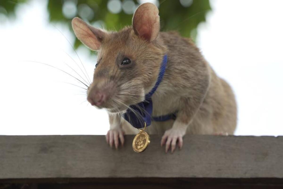 VIDEO: Magawa, la rata detectora de minas es premiada por su trabajo en Camboya