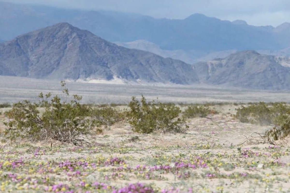 Niegan permiso ambiental a festival de luces de Cantoya en Laguna Salada