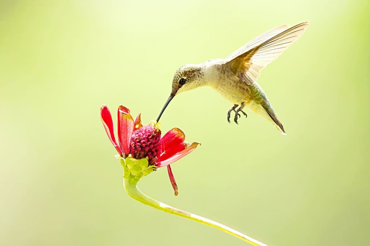 Detectan alcohol en el néctar de flores y estudio confirma que animales lo metabolizan sin intoxicarse evitando alteraciones en su conducta