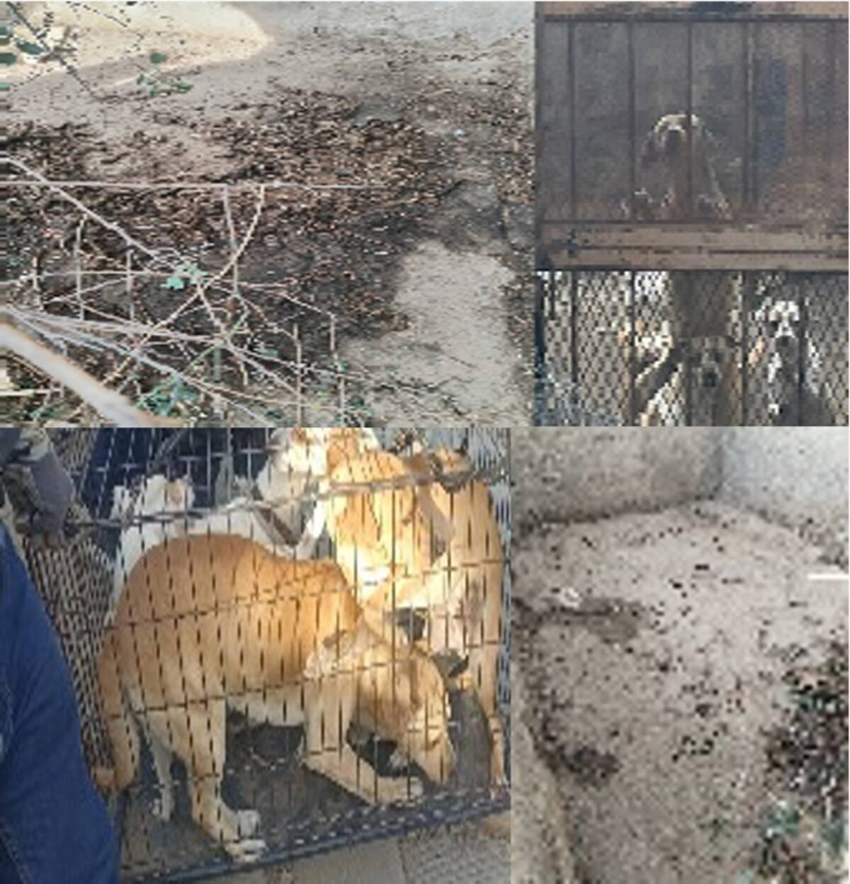 De los caninos rescatados, siete eran de raza mediana y dos más de raza pequeña.