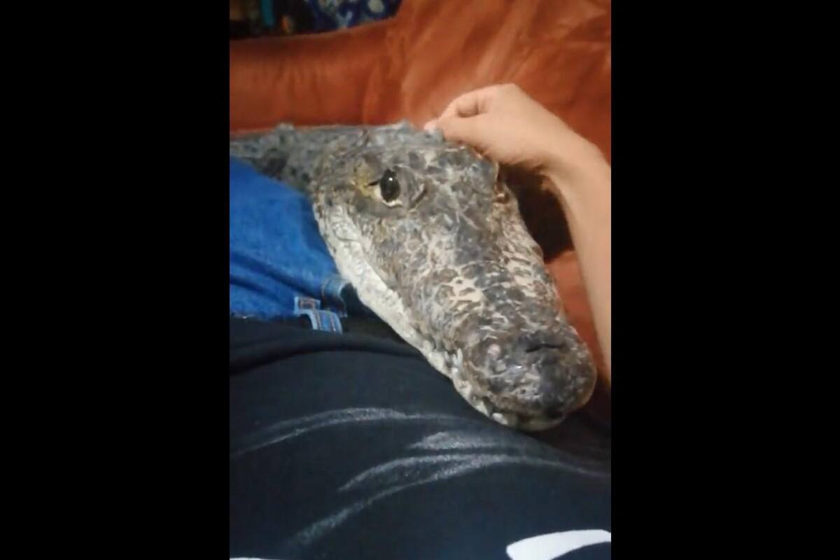 VIDEO: Cocodrilo se acuesta a un lado de su dueño