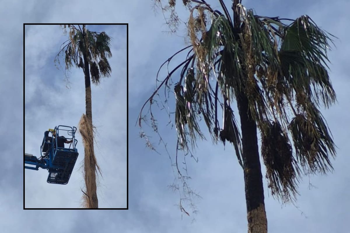 Rayo causa incendio en palmera de la Unison; trabajadores toman medidas de seguridad