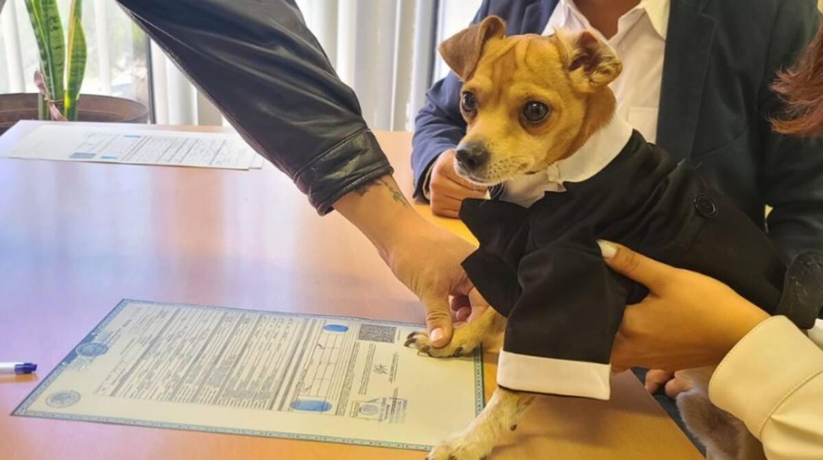 Chihuahua hace función de testigo de honor en boda de sus dueños / Facebook