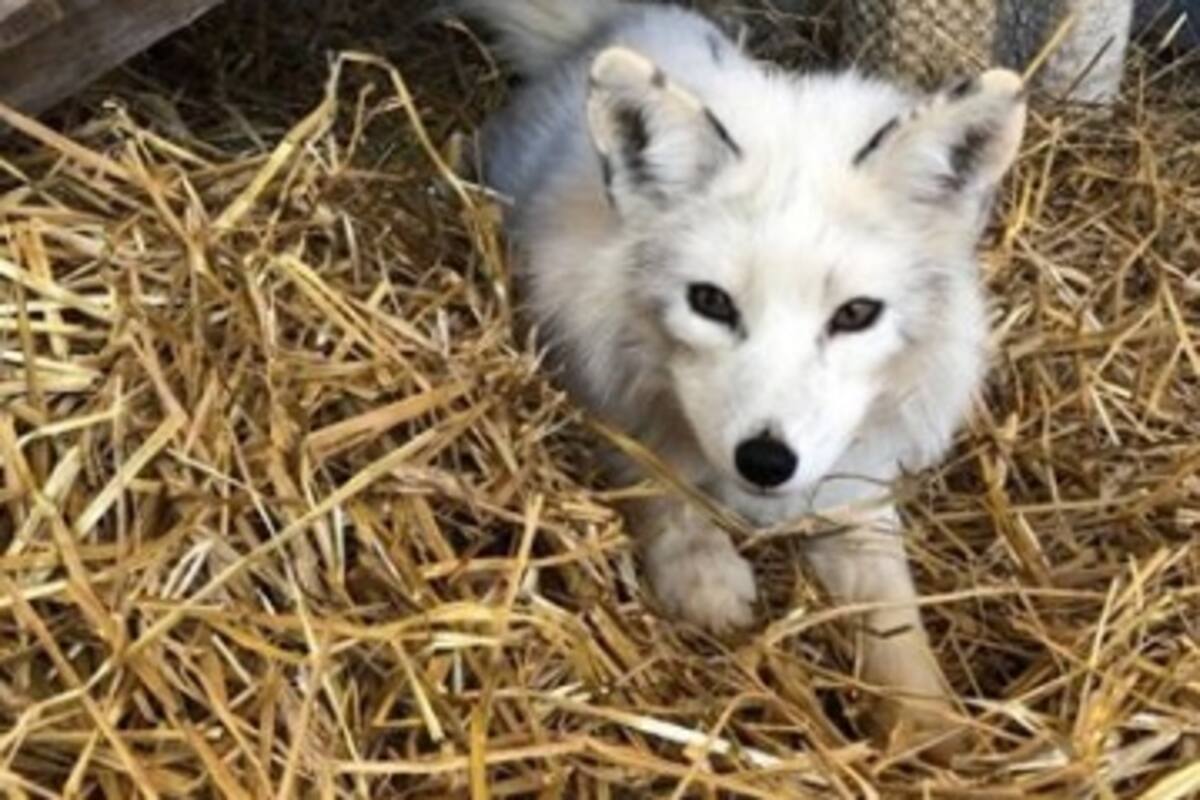 Llaman a policía para capturar un 'perro', resulta ser un animal salvaje