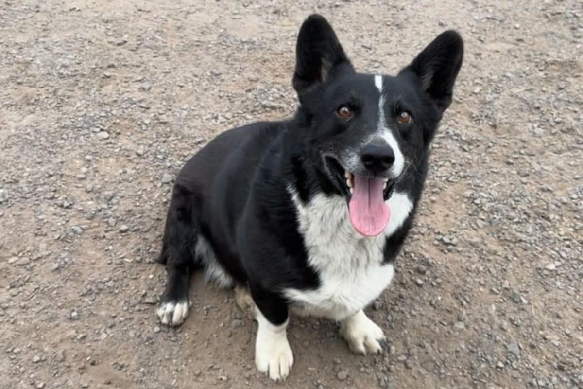 Opie, el perro corgi que huyó en una tormenta y fue hallado a 3 mil km de su hogar