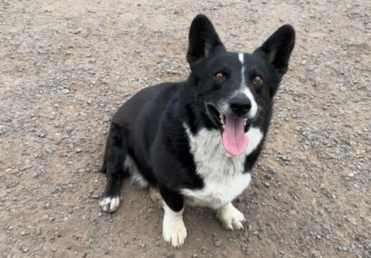 Opie, el perro corgi que huyó en una tormenta y fue hallado a 3 mil km de su hogar FOTO: AOL