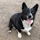 Opie, el perro corgi que huyó en una tormenta y fue hallado a 3 mil km de su hogar