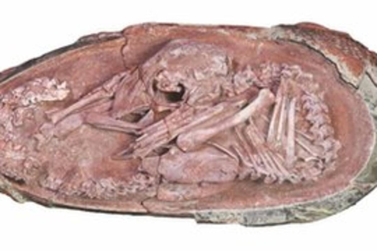 El embrión de dinosaurio perfectamente preservado que hallaron en China