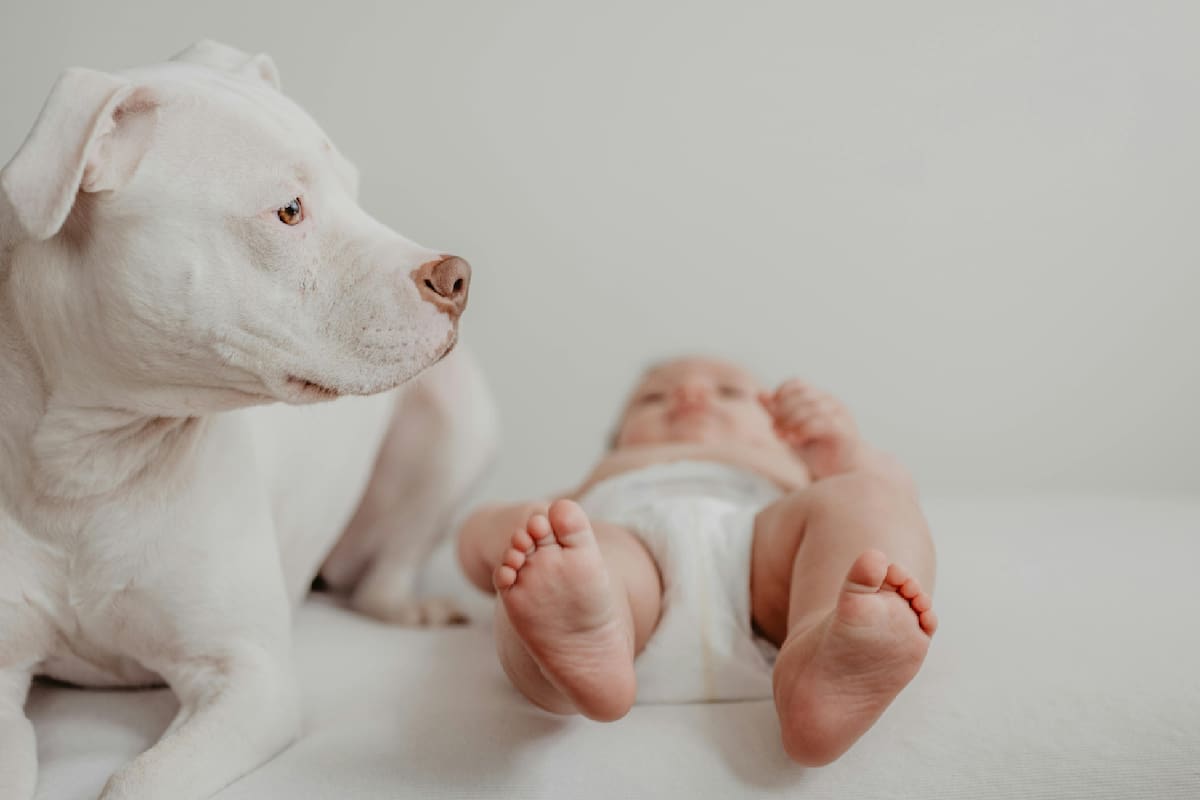 Estos son los beneficios de tener perros que acompañen a los niños, según estudios recientes