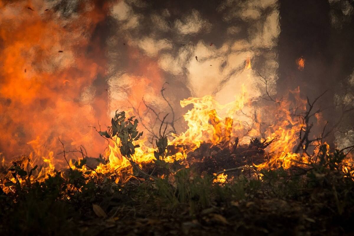Se atienden 73 incendios forestales en 16 Estados: Protección Civil