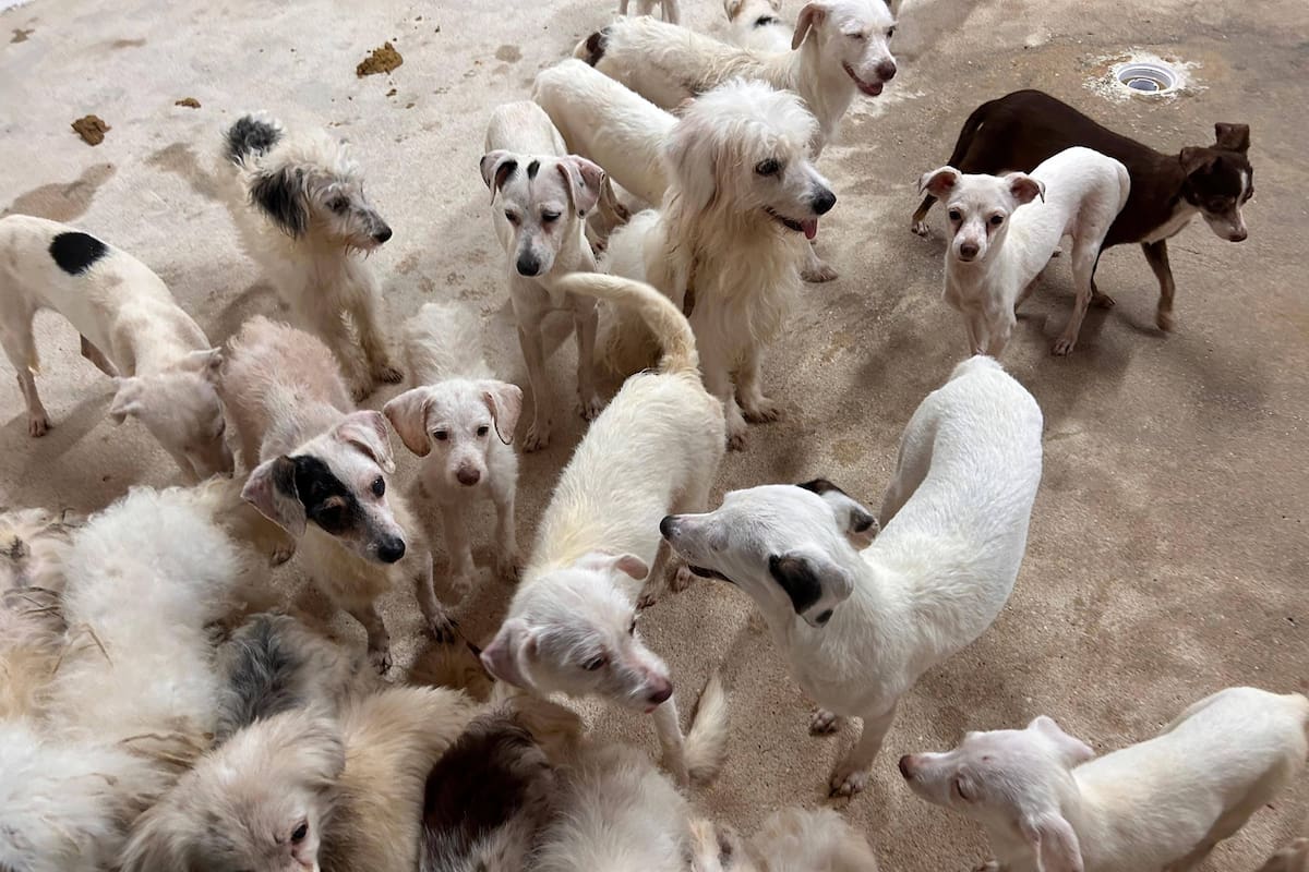 Tras denuncia ciudadana rescatan a 42 perros hacinados en domicilio de Coatzacoalcos, Veracruz