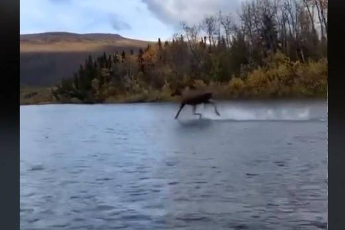 Captan a un alce corriendo sobre un río en Estados Unidos