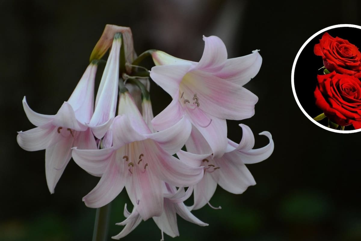 ¿Sabes cuáles son las flores más populares?