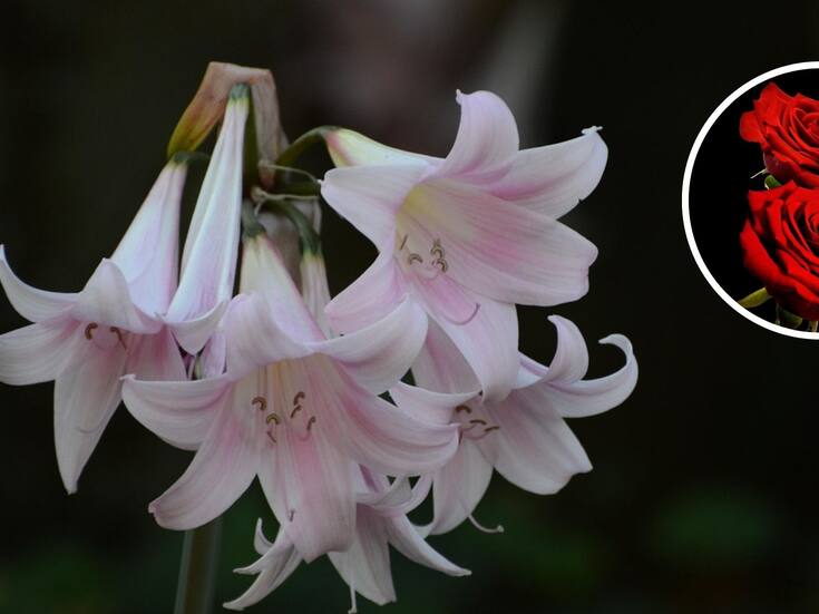 ¿Sabes cuáles son las flores más populares?