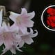 ¿Sabes cuáles son las flores más populares?