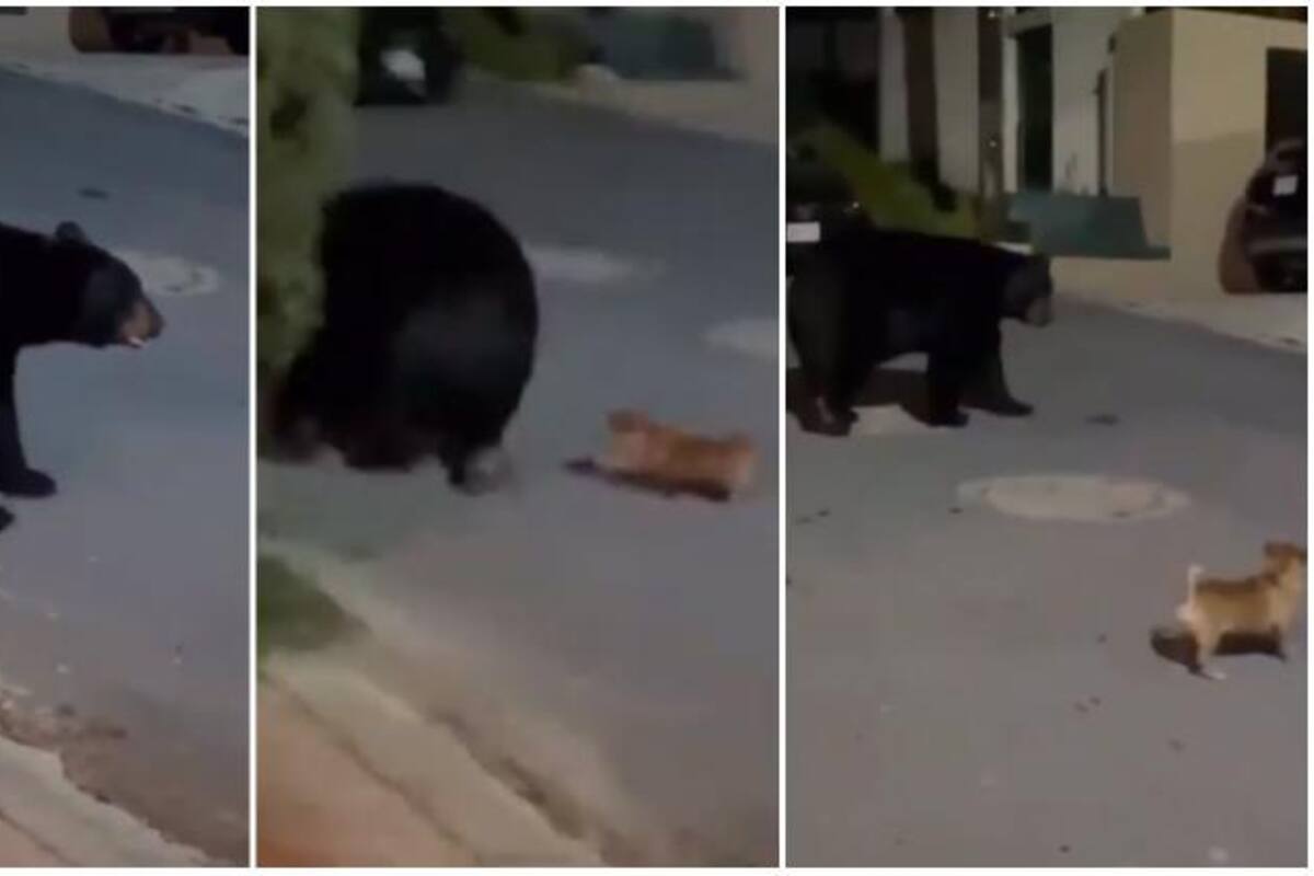 Video: Perro chihuahua ahuyenta a oso en Monterrey y causa sensación