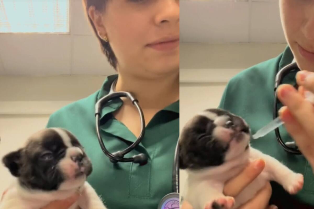 Perrito causa sensación y ternura con sus gestos al tomar su medicina